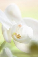 /album/galleria-foto-eleonora-mambrini-micro-world/micro-4-jpg/